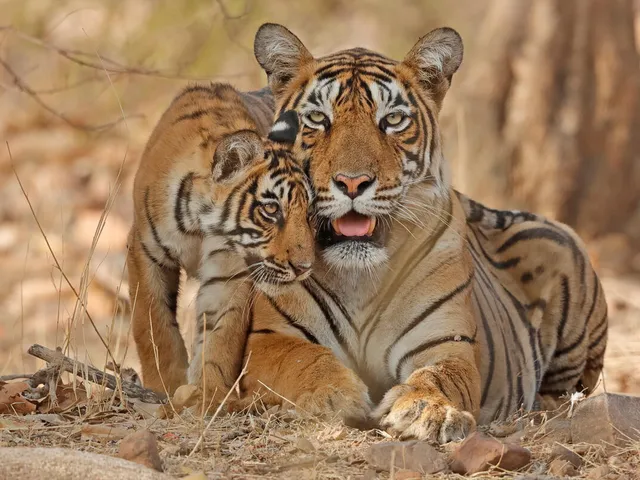 Tiger and cub in grasslands of Ranthambhore, Rajhasthan, India