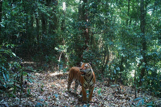Camera trap image of a tiger in forests of Dawna Tenasserim landscape, Myanmar