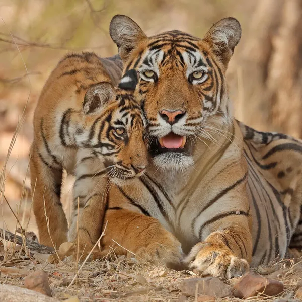 Tiger and cub in grasslands of Ranthambhore, Rajhasthan, India