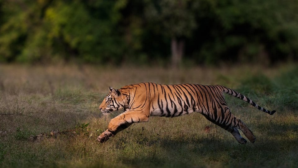 Tiger leaps in Bandhavgarh National Park, India