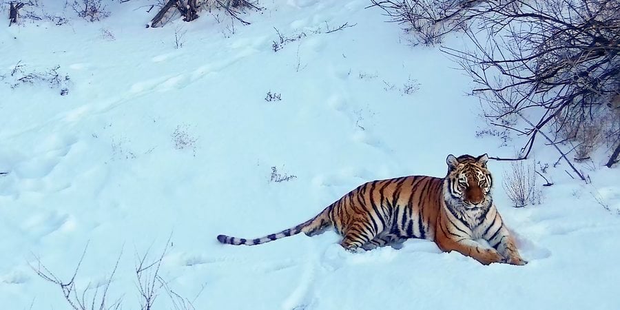 A tiger in the snows of Kazakhstan