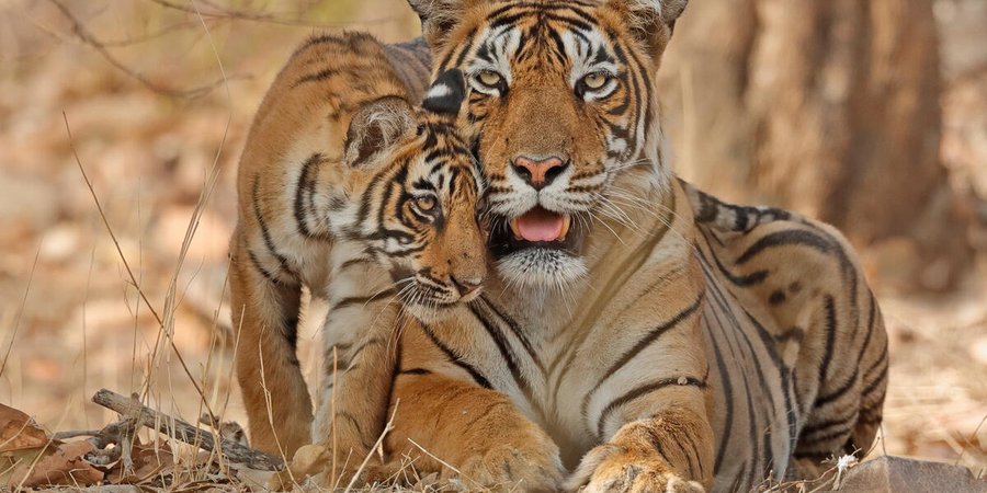 Tiger and cub in grasslands of Ranthambhore, Rajhasthan, India