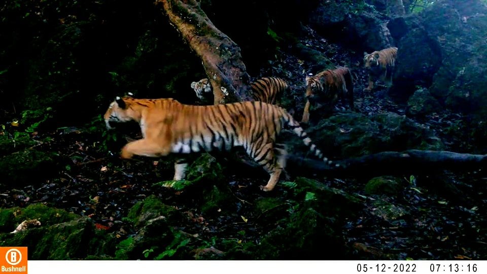 A mother tiger leads her three cubs through forest in Thailand