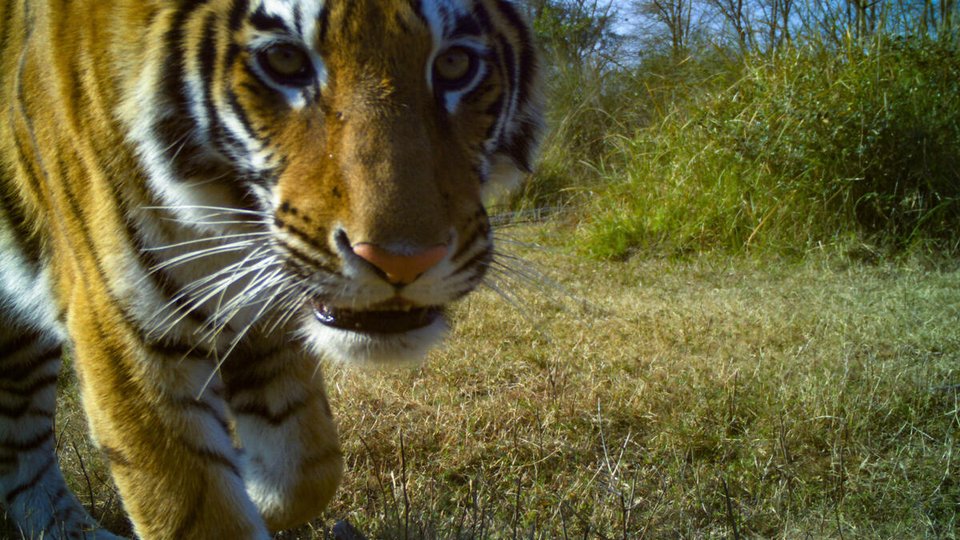 A closeup photo of a tiger looking into the camera with green grass to its right