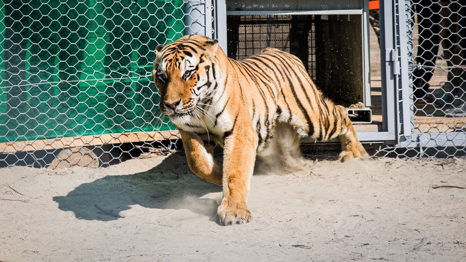 A tiger bounds out of a cage into it's new semi-captive range in Kazakhstan