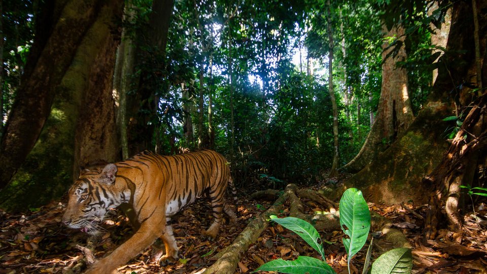 a tiger strides past a camera trap in the forests of Royal Belum State Park, Malaysia