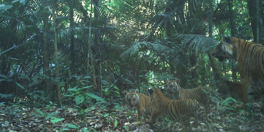 Camera trap image of a tiger mother walking through the forest behind three of her cubs with a fourth cub partially hidden by trees