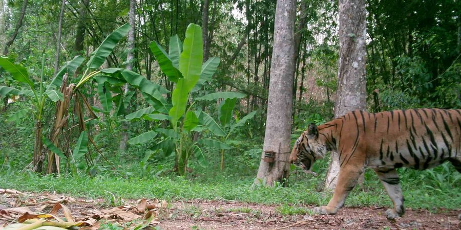 a tiger walks into the frame of a camera trap inside Mae Wong National Park