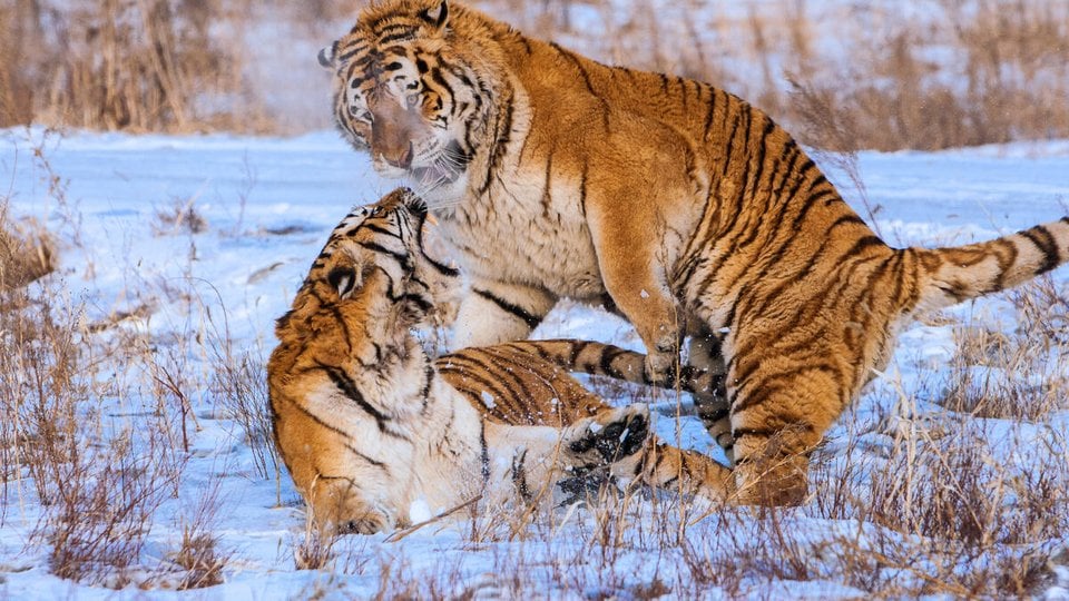 A male and a female tiger in a courtship fight on snowy ground