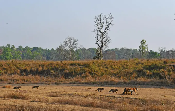 Tigress leads her cubs through Kanha National Park, India