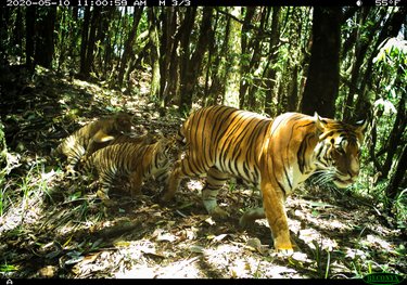 A large female tiger walks through the jungle followed by her three small cubs
