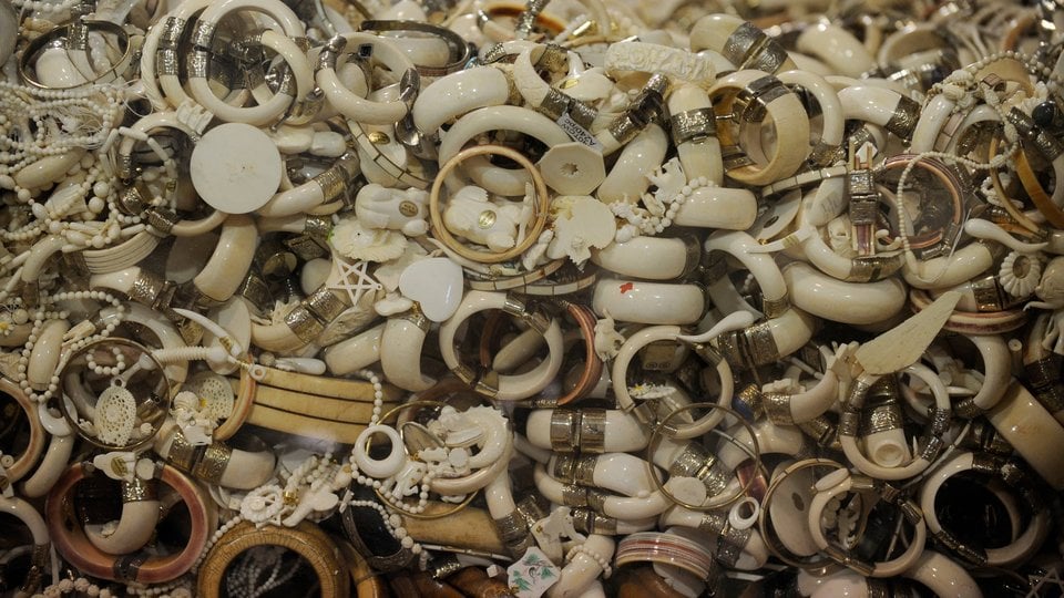 tons of seized ivory, animal parts illegally poached for fashion, decor and money are held once they've been seized by authorities.