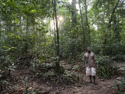 Ossolo Dacko, a BaAka tracker for the western lowland gorilla habituation program, Dzanga-Sangha Special Reserve, Central African Republic