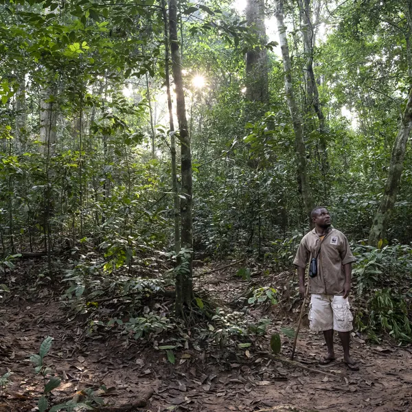 Ossolo Dacko, a BaAka tracker for the western lowland gorilla habituation program, Dzanga-Sangha Special Reserve, Central African Republic