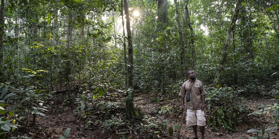 Ossolo Dacko, a BaAka tracker for the western lowland gorilla habituation program, Dzanga-Sangha Special Reserve, Central African Republic