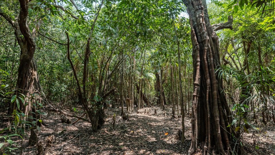 Kumaruara ecotourism site trail
