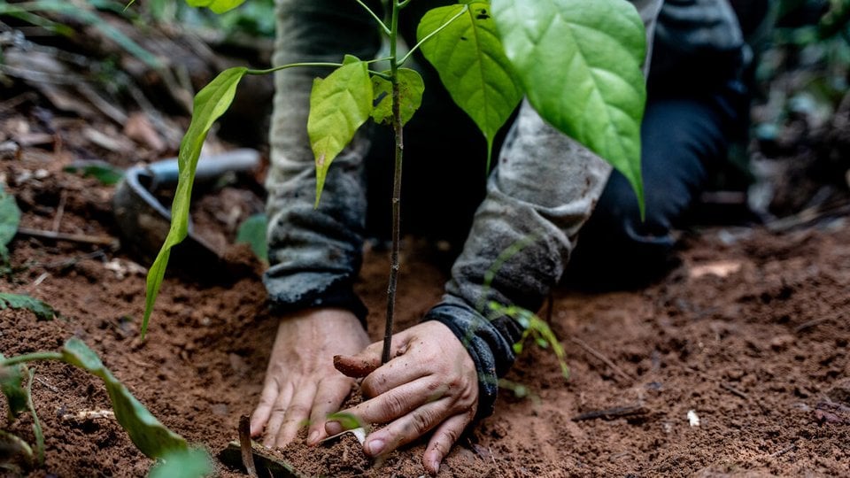 person planting a young tree in a forest