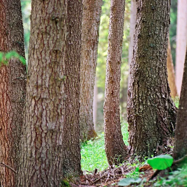 Many tree trunks in a wooded area in sunshine