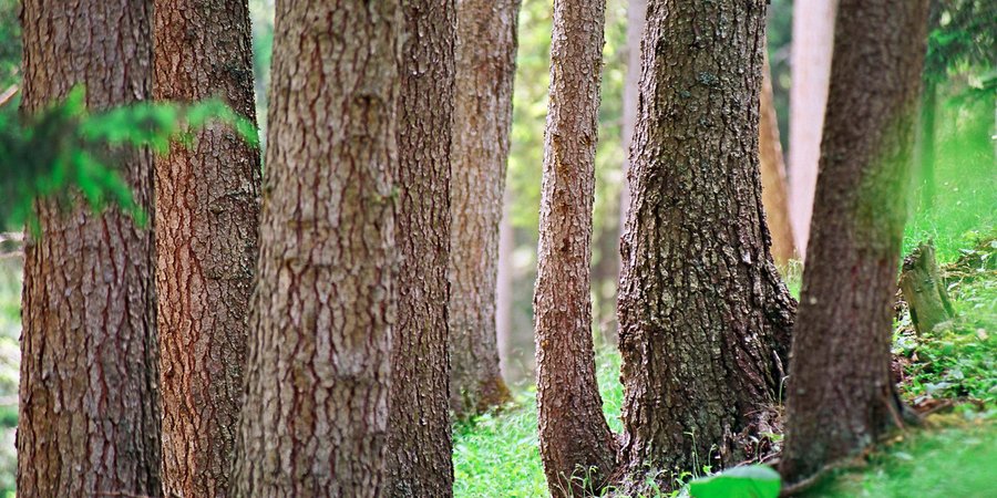 Many tree trunks in a wooded area in sunshine
