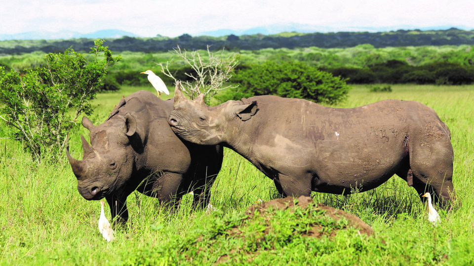 Two black rhinos stand together in tall green grass with three white birds around them