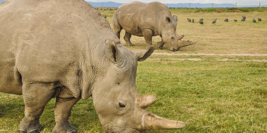 Two rhinos grazing in a field