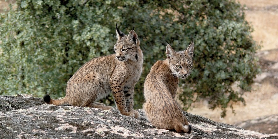 Two young Iberian lynx sitting on top of a cliff edge