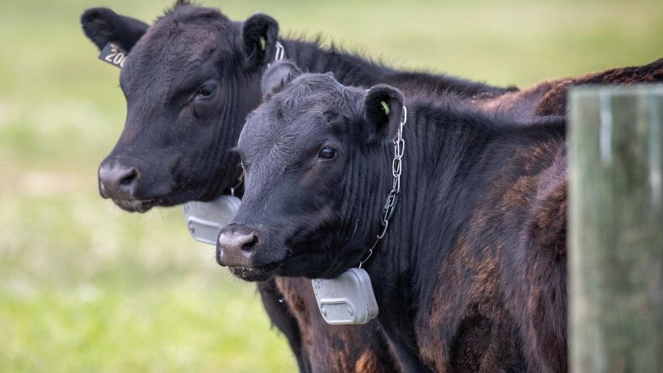 two cows with trackers around necks