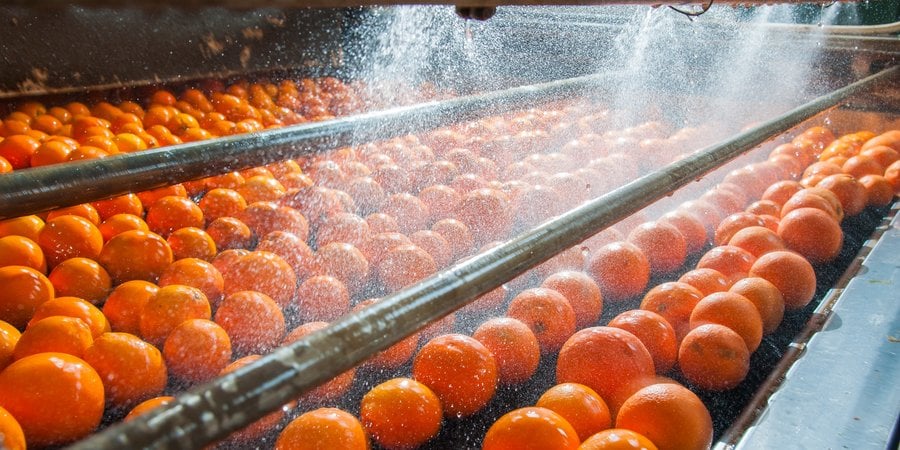 citrus fruit on conveyer belt passing under sprayer