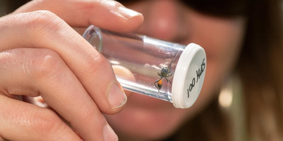 Alexis Bonogofksy examines a wasp in a sealed sample container