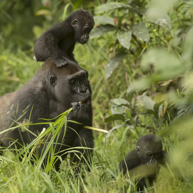 A mother western lowland gorilla with her twin infants, one next to her in the grass and the other on top of her head