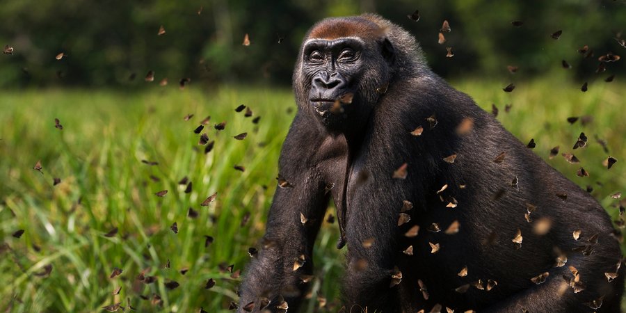 Gorilla in the grass surrounded by butterflies