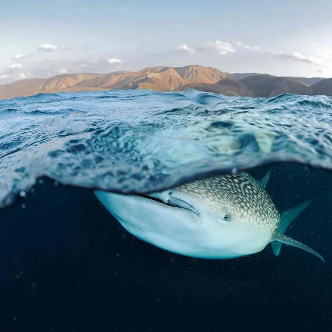 Camera is half submerged, and a massive whale shark is right below the surface. There are mountains in the distance on land.massive whale shark.