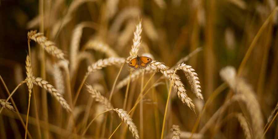 butterfly sits on wheat stalks