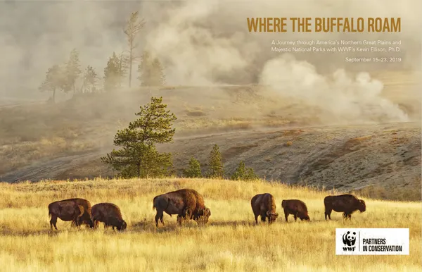 A scientific report cover with an image of a group of bison with a grassy backdrop and trees in the distance.