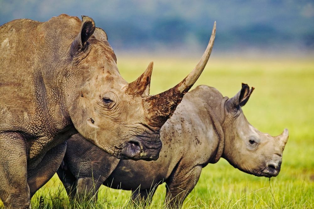 wwfcmsprodimageswhite_rhino_he