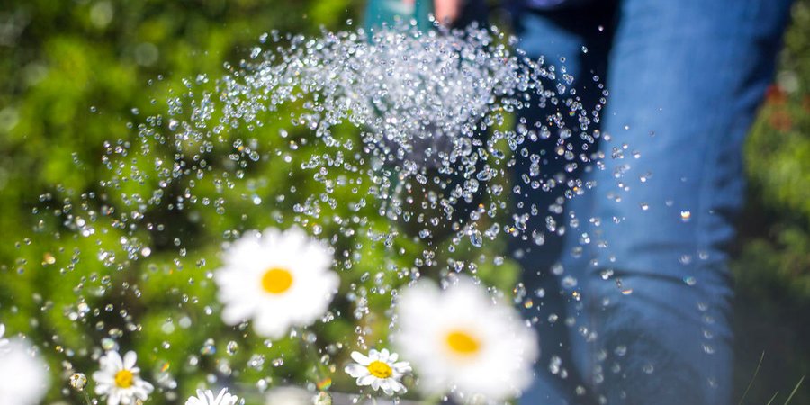 The lower half of a person shown watering daisies.