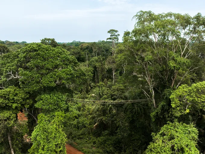 aerial vew of Amazon rainforest with wildlife canopy bridge among treetops in Maderacre, Amazon, Peru