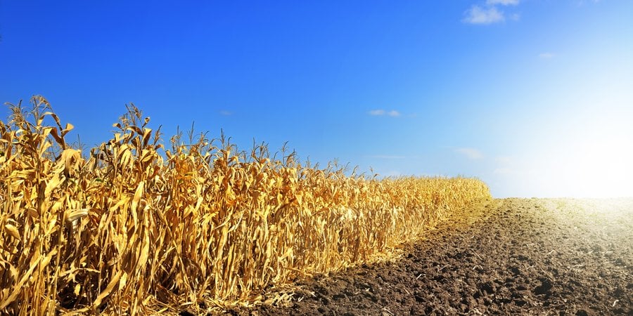 A field with withered corn on the left and brown soil on the right with a blue sky in the background.