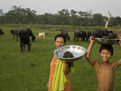 A woman and boy collecting manure in Chitwan National Park Buffer Zone. Villagers can use the collected manure to produce methane gas in order to cook with rather than use firewood.