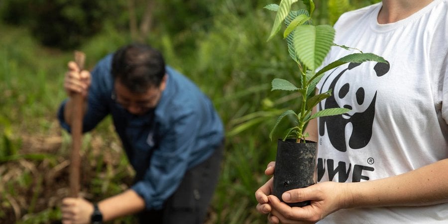 WWF staff are planting seedling in the Sabah Softwoods, Sabah, Borneo, Malaysia