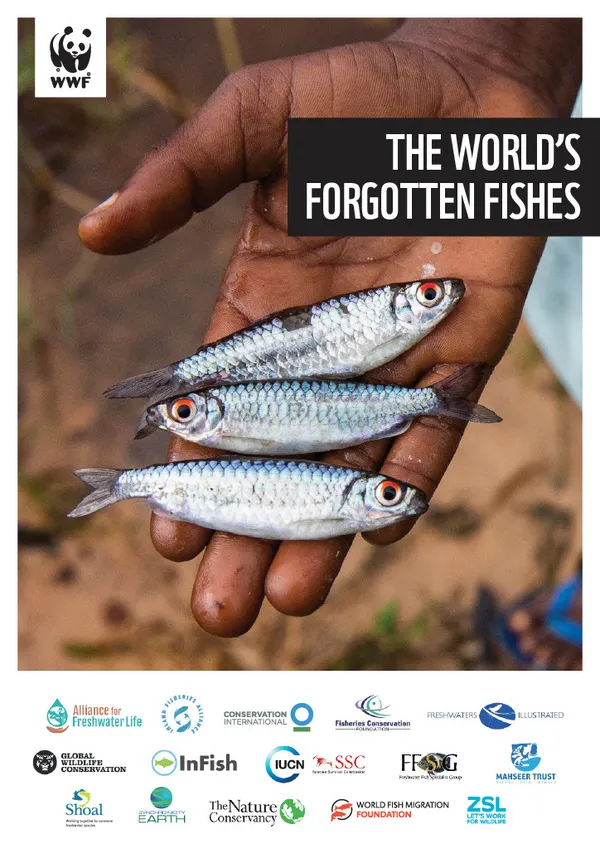 A report cover with an image of a hand holding three small silver fish with the title "The World's Forgotten Fisheries."