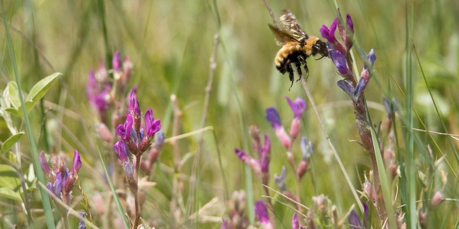 A yellow bumble bee landing on a plant with small purple flower buds surrounded by grassland