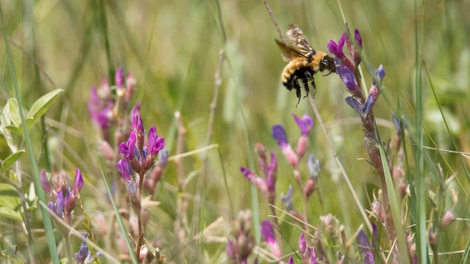 A yellow bumble bee landing on a plant with small purple flower buds surrounded by grassland