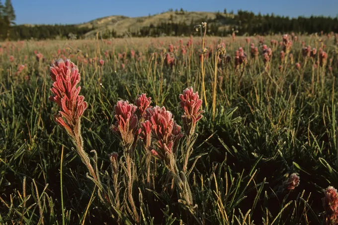Flowers in grassy landscape
