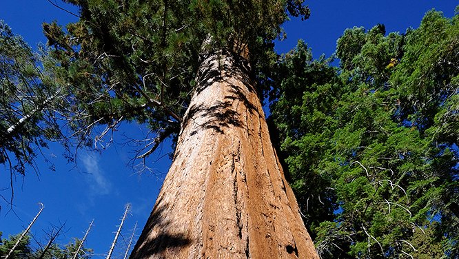 Giant sequoia looking up from ground